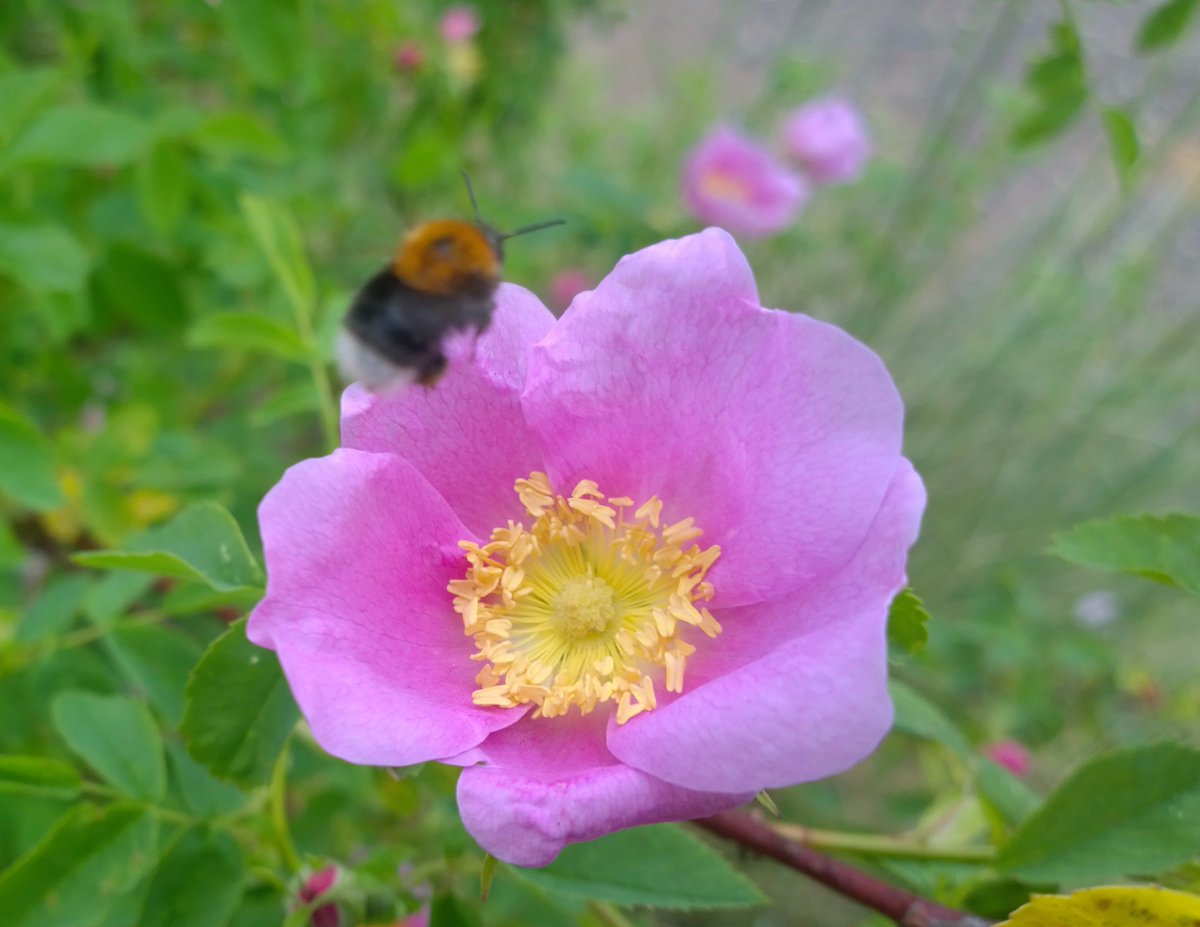 Blooms_For_Bees's tweet photo. Contribute to a national picture of bumblebee foraging in gardens using our free app &amp; ID guide... https://t.co/6D9BisDmHw #shoutyhalfhour 🐝 https://t.co/ICBaWErtCJ