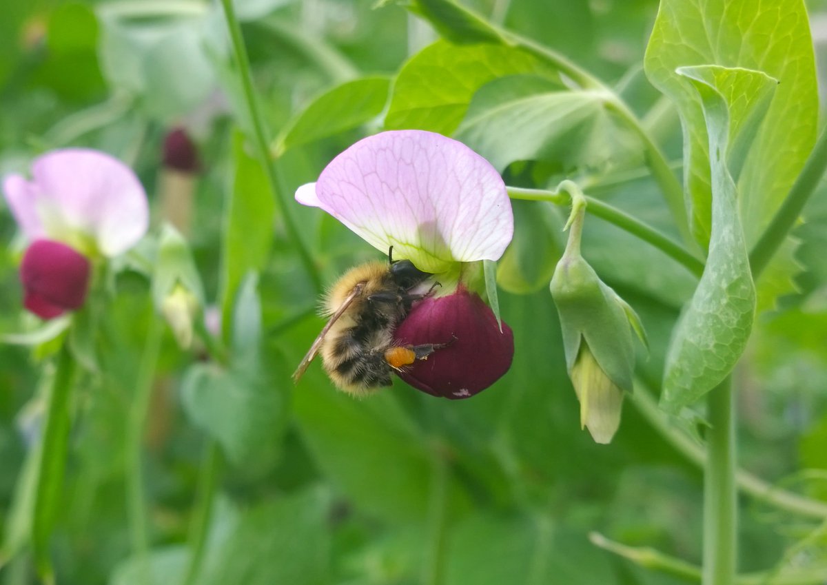 Blooms_For_Bees's tweet photo. Contribute to a national picture of bumblebee foraging in gardens using our free app &amp; ID guide... https://t.co/6D9BisDmHw #shoutyhalfhour 🐝 https://t.co/ICBaWErtCJ