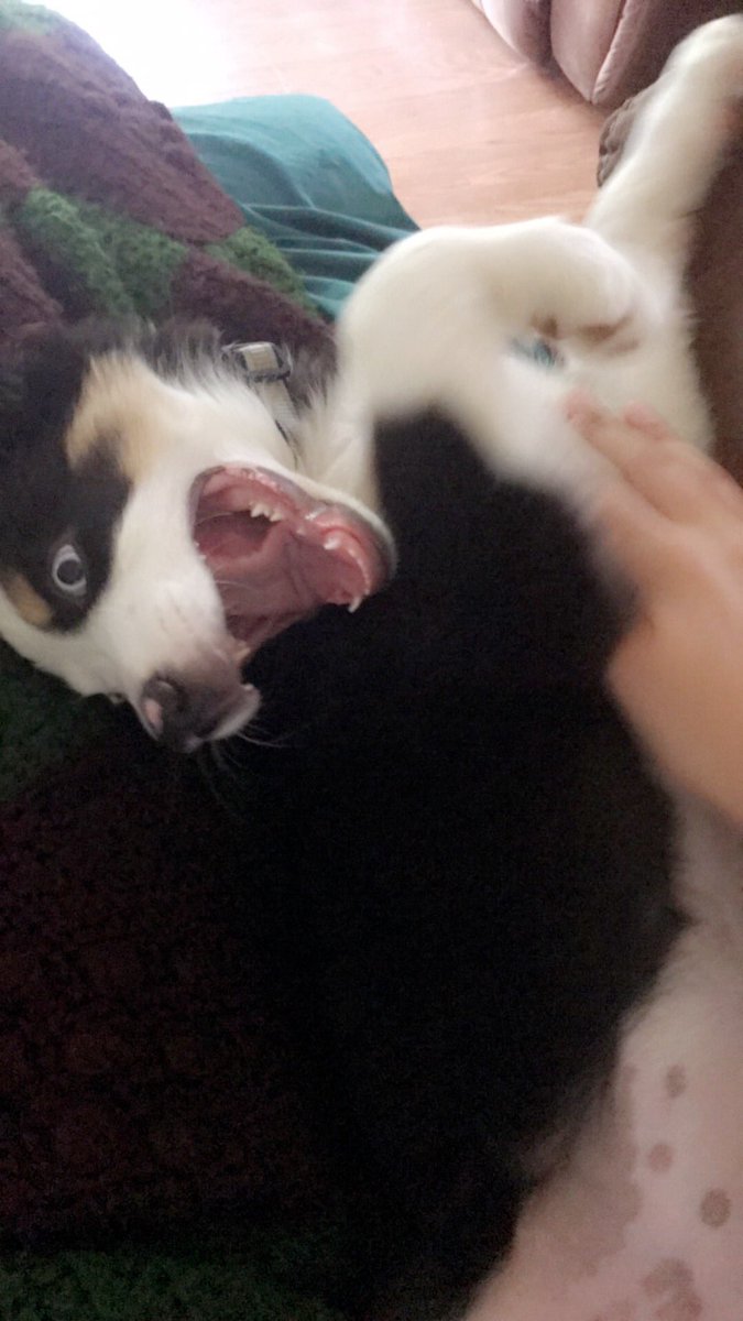 theaussiebailey's tweet photo. How happy is a happy puppy who's happy about tummy rubs? https://t.co/cvTDtFnYS8