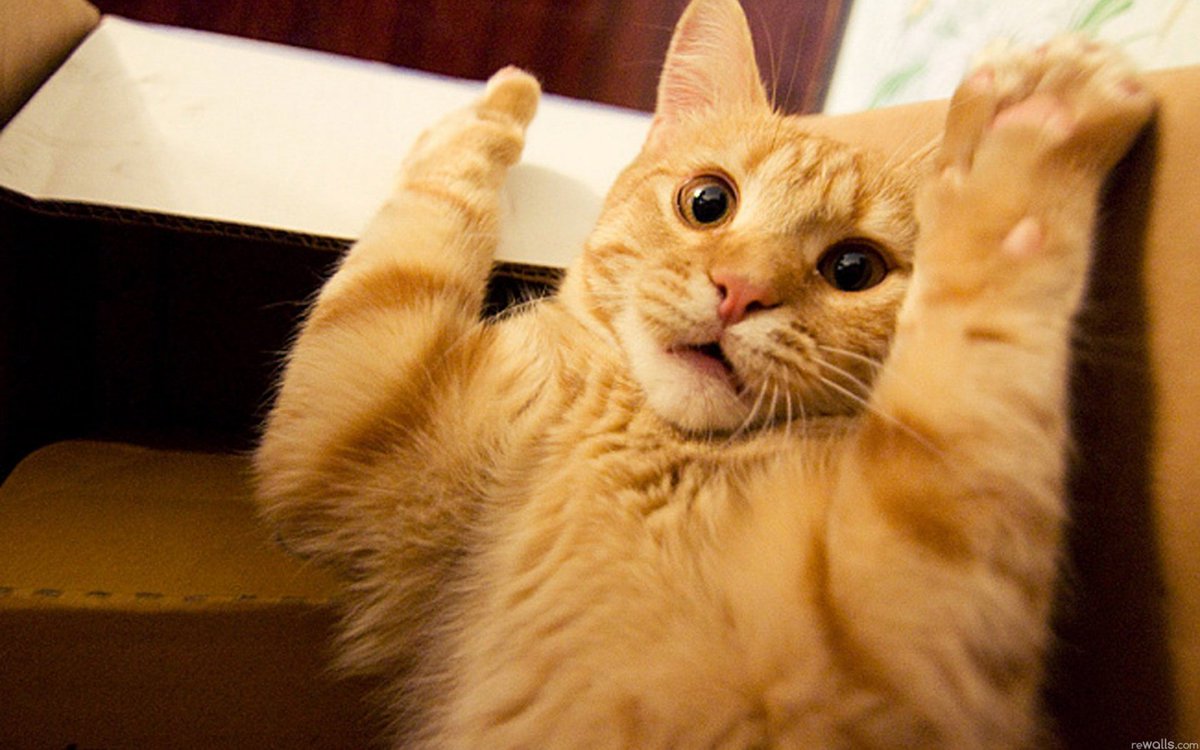 restaudenmaier's tweet photo. Instead of pictures of Donald Trump, why don't we start using pictures of large orange cats instead? @CriMaBu87 @mcintosh24 #shiftthoughts https://t.co/0DyPeQSdlE
