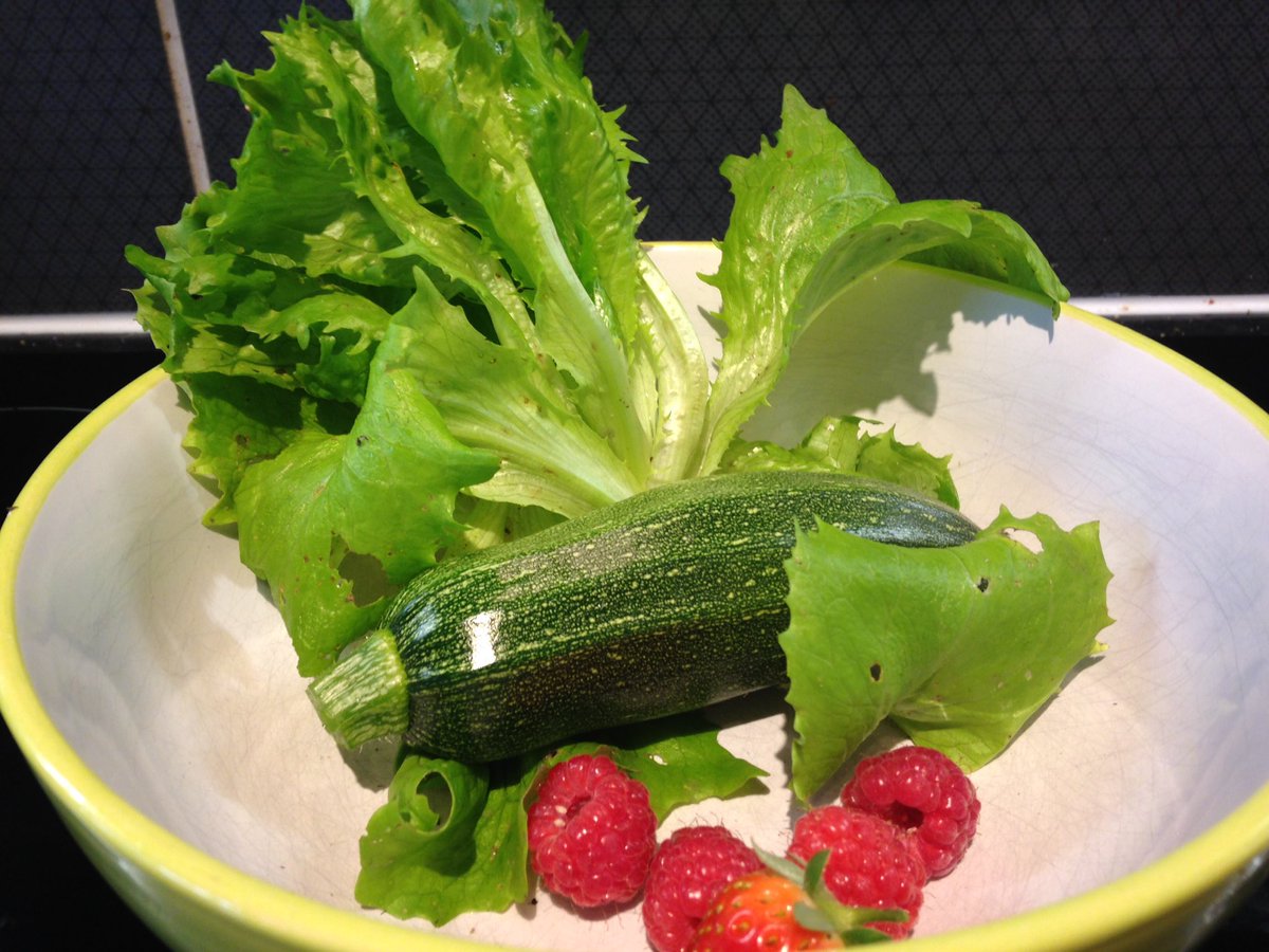 My first harvest from the garden this year! #30DaysWild Enjoying the warmer temperatures in my London garden.