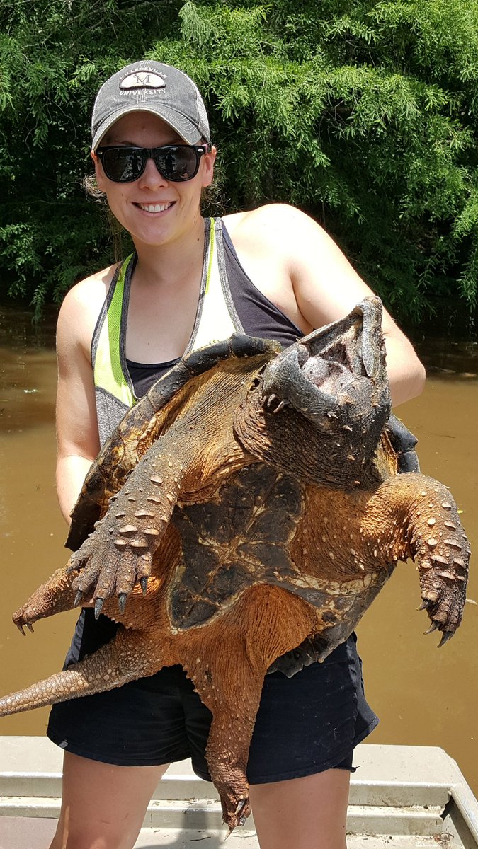 A_RazzBerry's tweet photo. Update: we did indeed catch his big brotha. And he was pissed. #alligatorsnapper https://t.co/6G09nrR0i4