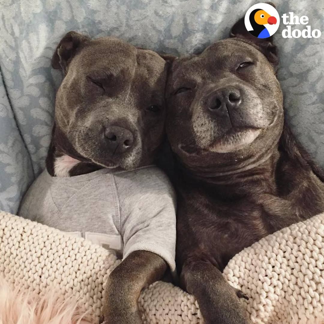 WonderWoof's tweet photo. That's some ADORABLE #puppylove! 🐶💗🐶  https://t.co/3XKkxyS4ik #doggylove #petlovers #doglovers #dogsarelove #dogsoftwitter https://t.co/tGpXW1KZr4