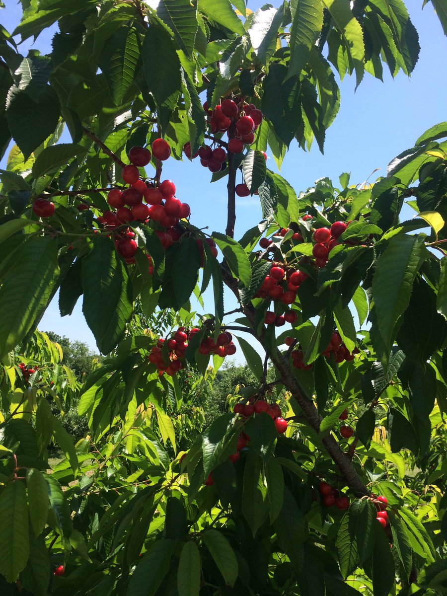 Lovely clusters of ripe cherries for the pickins! #pgh #pacherries #FarmLife