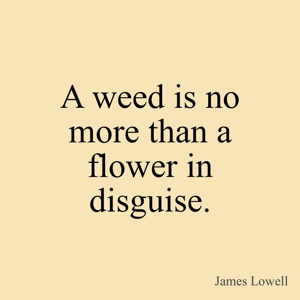 yourhourlyquote's tweet photo. A weed is no more than a flower in disguise. - James Lowell #quotepic #quoteofthenight #quoteoftheweek #motivation #quotesforyou #quotesoft https://t.co/RHLtuoG2N1