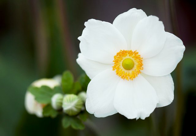 前向きな花言葉 Pa Twitter 白アネモネ 花名のアネモネは ギリシア語の Anemos 風 に由来します 早春の風が吹き始める頃に花を咲かせるからといわれます 花言葉は 期待