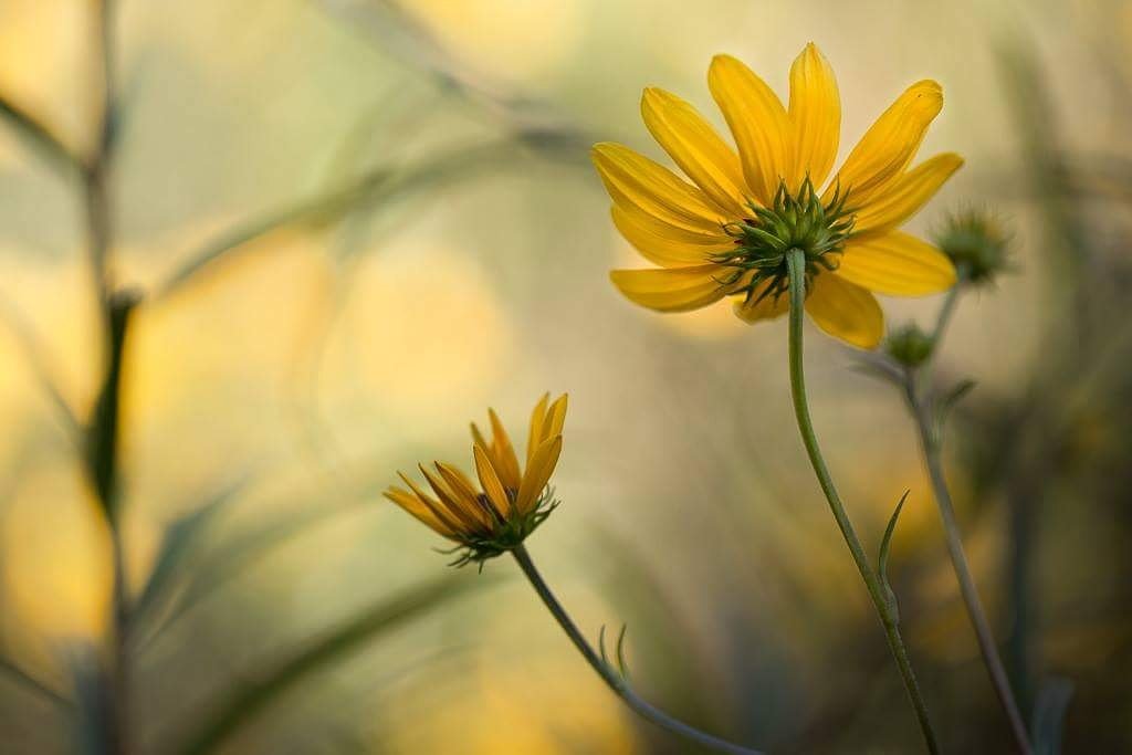 ellecreative's tweet photo. "Light of Day" - #Floral #macrophotography #Springlandscapes #DanielStoweBotanicalGardens https://t.co/V6Aqiei2c2