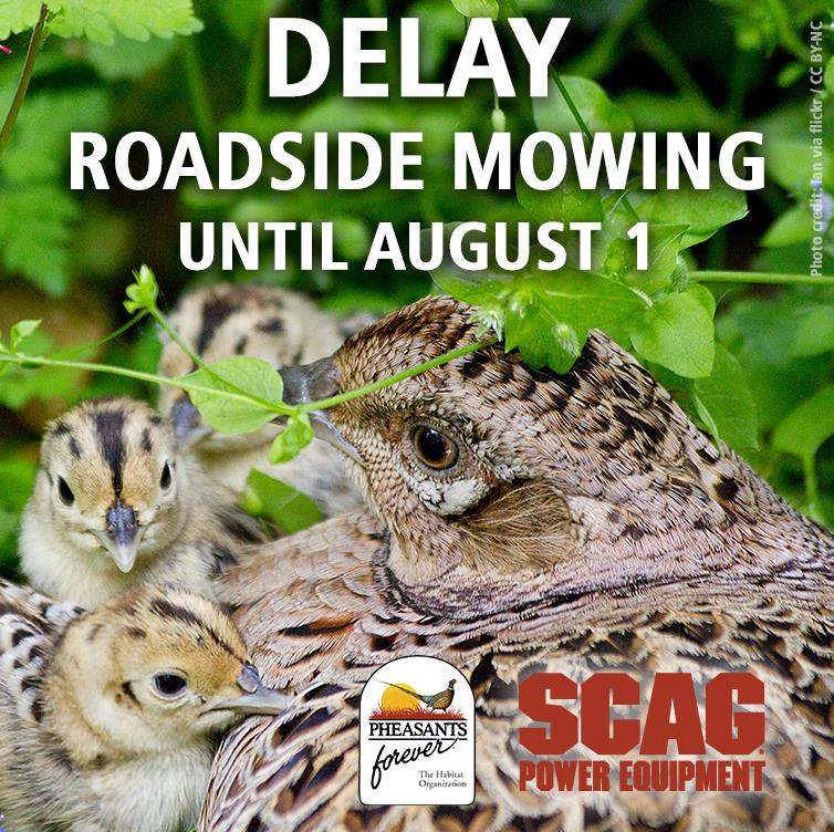 LANDOWNERS: Please minimize roadside mowing to help pheasants, quail, pollinators, monarchs and more bit.ly/2t37GEE w/ <a href="/ScagPower/">Scag Power Equipment</a>