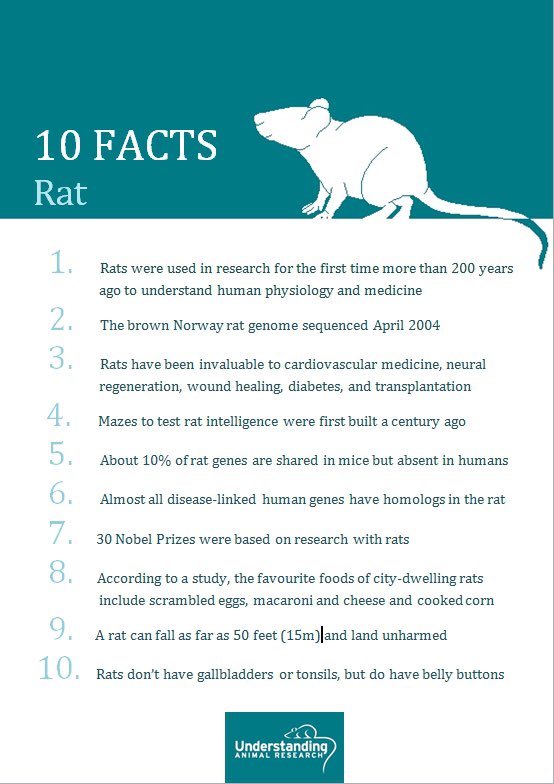 Rat facts of the day! 😍