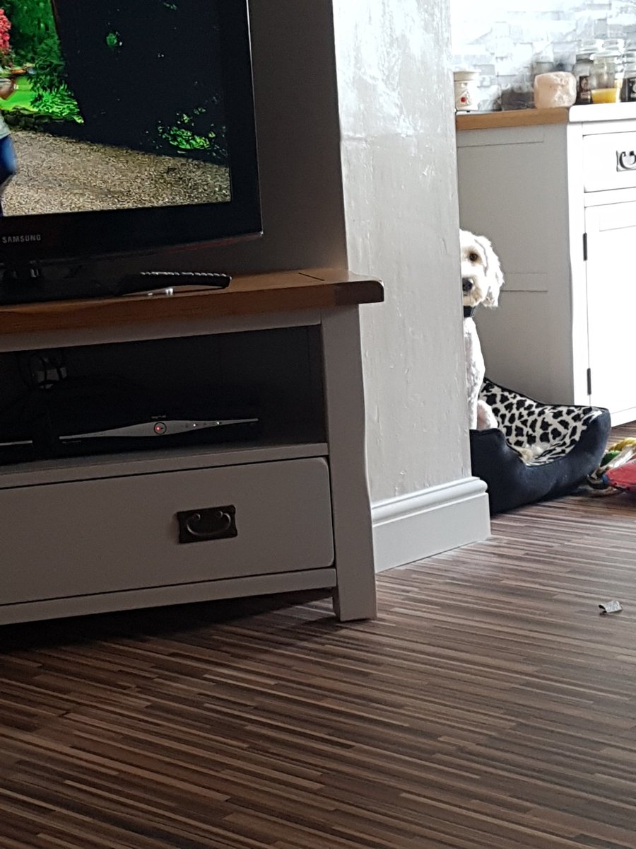 m1ss_muffintop's tweet photo. I think I'm being watched......she looks like she's plotting my murder!!!! #dog #pyppy #cockapoo #deathstare #sulkingdog https://t.co/vBY5aVhReT