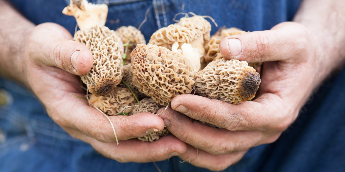 HuffPostQuebec's tweet photo. Cultiver ses propres champignons, la nouvelle tendance! https://t.co/VXhQ4leAKt https://t.co/FZkGqhu09M