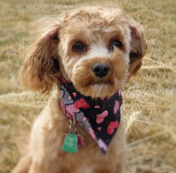 Maddiebarks's tweet image. The wind softly blows in my hair 💆 I&apos;m cuter then my brothers. #dog #puppy #dogfur #cats #kitten