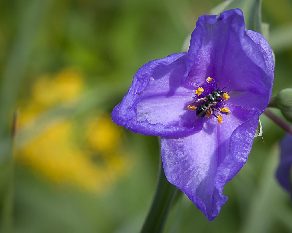 #Spiderwort visitor #nativeplants