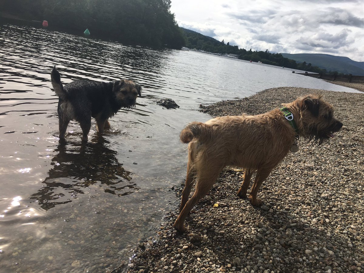 DuncanPickles's tweet photo. Arrived in Scotland and staying near Loch Lomond *slurp* #ScrappyHolibobs with @ScrappyN https://t.co/XlMfOjphpC
