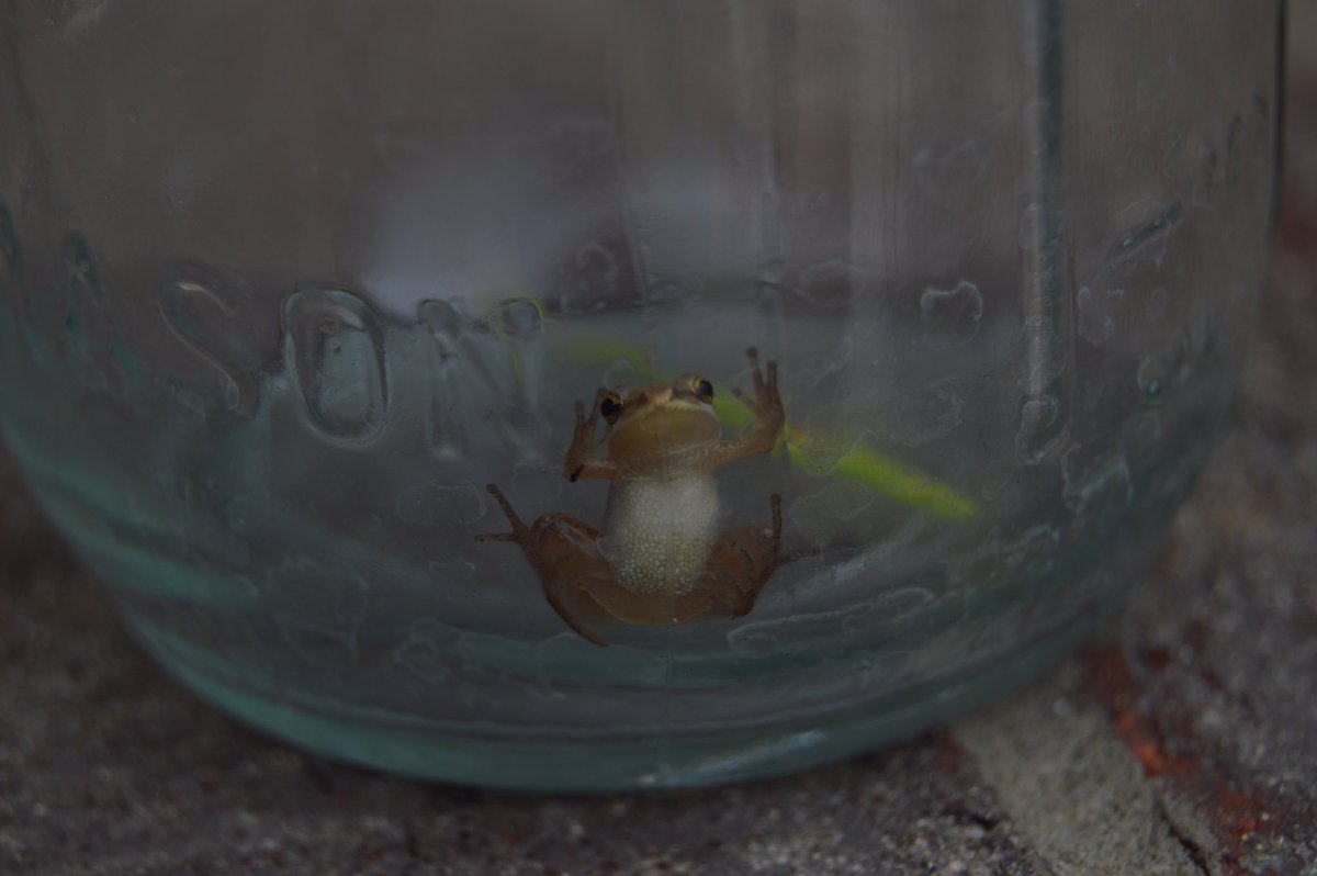 acaptureintime's tweet photo. A small frog decided to explore a mason jar this morning. Quite the adventure by the looks of it. 🐸 🗺 https://t.co/mVPI9Xlpg5