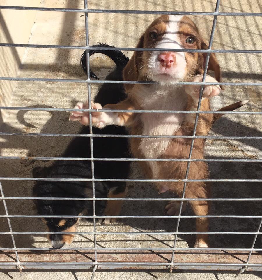 adoptaunavidaMD's tweet photo. Han sacrificado a 11 cachorros y 2 adultos en la perrera de Granada...  URGEN ADOPCIONES💔🙏🏻 hay muchos enjaulados ➡️ https://t.co/7Z7J73AoDW https://t.co/LuVUjPQDTq