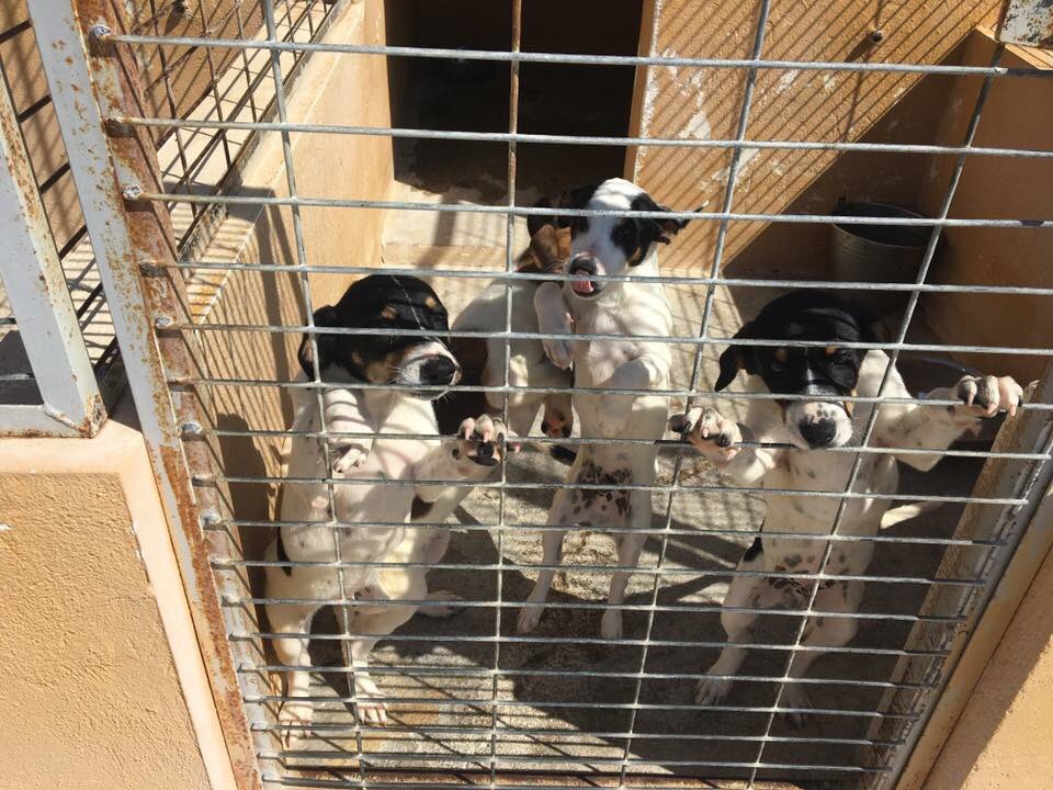 adoptaunavidaMD's tweet photo. Han sacrificado a 11 cachorros y 2 adultos en la perrera de Granada...  URGEN ADOPCIONES💔🙏🏻 hay muchos enjaulados ➡️ https://t.co/7Z7J73AoDW https://t.co/LuVUjPQDTq