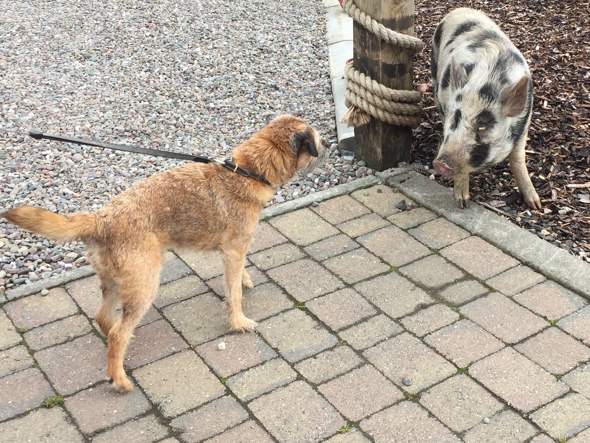 MrSebBT's tweet photo. New pal Wilson #happySeb #BTPosse https://t.co/VVytqoi9j9
