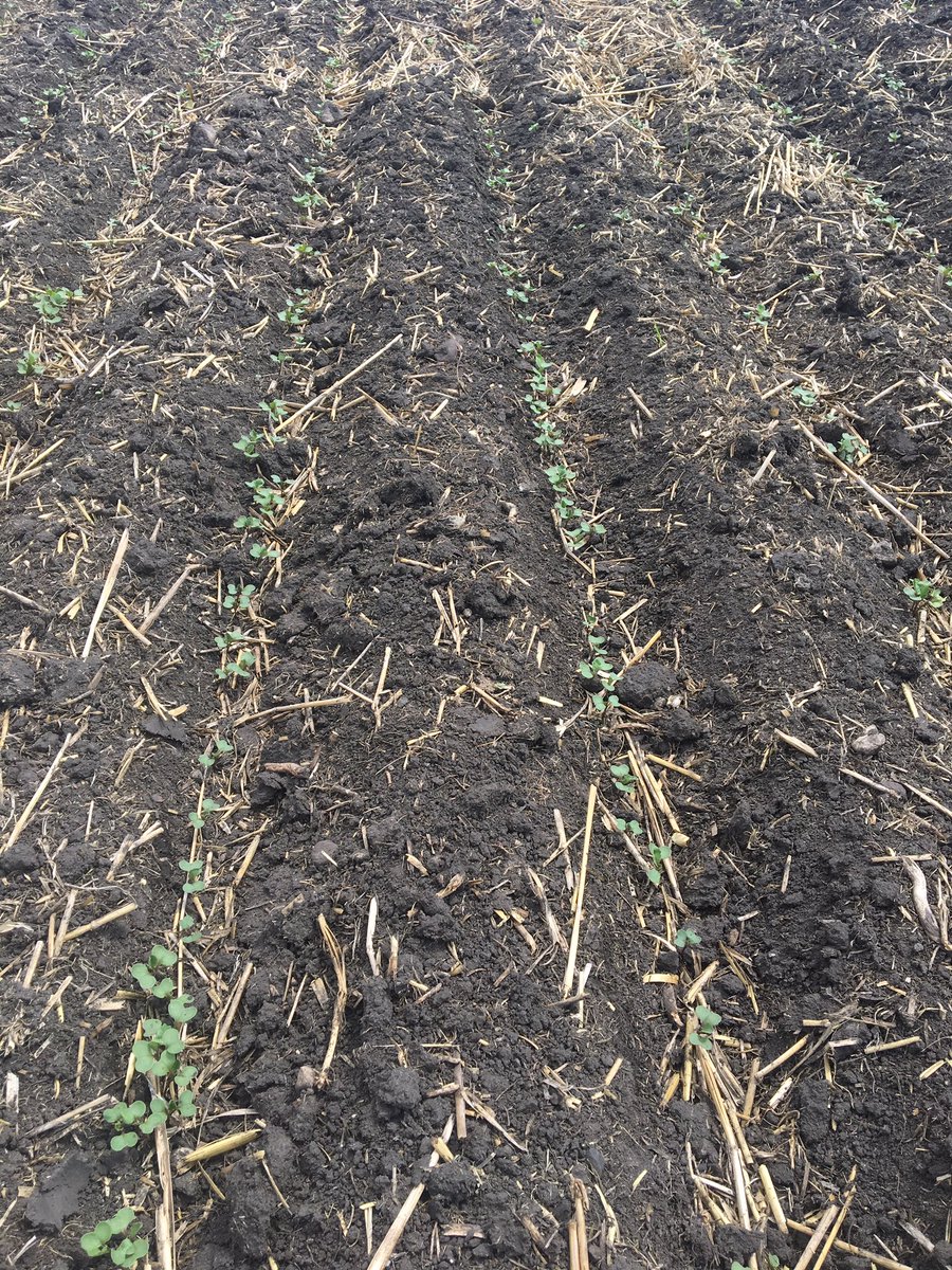 Awesome emergence with the classic <a href="/Bayer4Crops/">Bayer | Crop Science</a> 5440