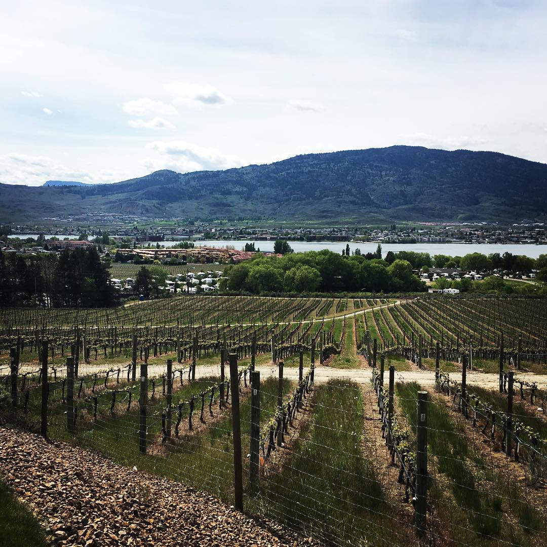 nkmipcellars's tweet photo. At Nk'Mip, you can find beauty everywhere you look. Repost @kyladerk on Instagram. https://t.co/VrLunTDSam