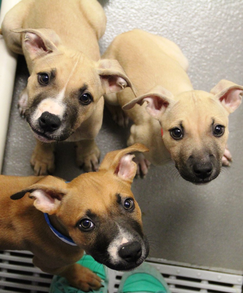 humaneworldorg's tweet photo. Cuteness overload at @SPCAofTexas! πΒ #HSUSEPP https://t.co/LOaw9pGpxF