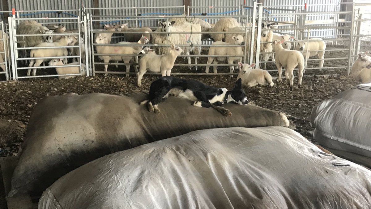 WoldShepherd's tweet photo. Just one more sleep till I gather the next lot for shearing! @BCTGB #sheep365 #shearing2017 https://t.co/wrYf9ZnBwv