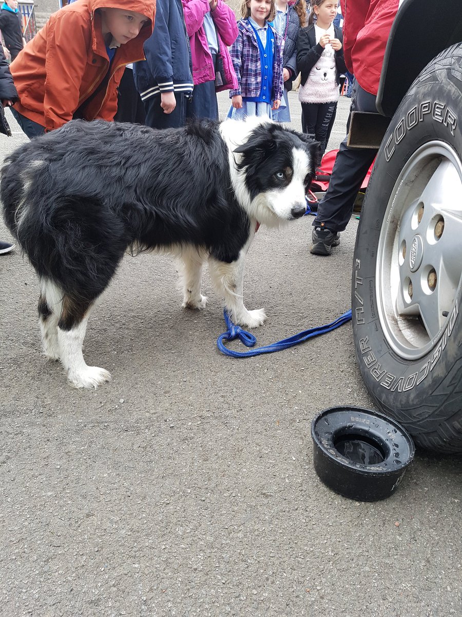 NewtongrangePS's tweet photo. @sarahpaul75 Think this was our favourite safety hero today #waytoocute #canwegetone? https://t.co/6M1YJ29gKN