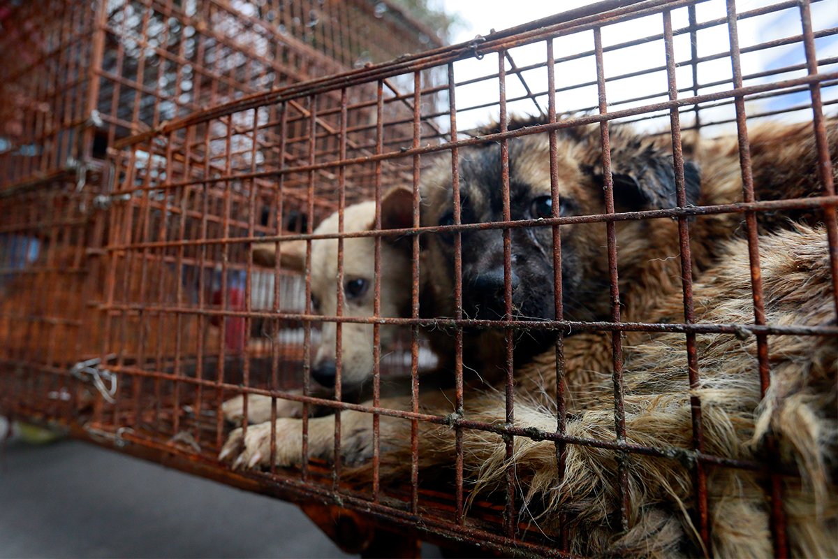 humaneworldnews's tweet photo. As the #Yulin festival nears, ask the city's Party Secretary to make this year's reported dog meat ban permanent: https://t.co/1Vbh3j23Y2 https://t.co/hUc1g1AbWW