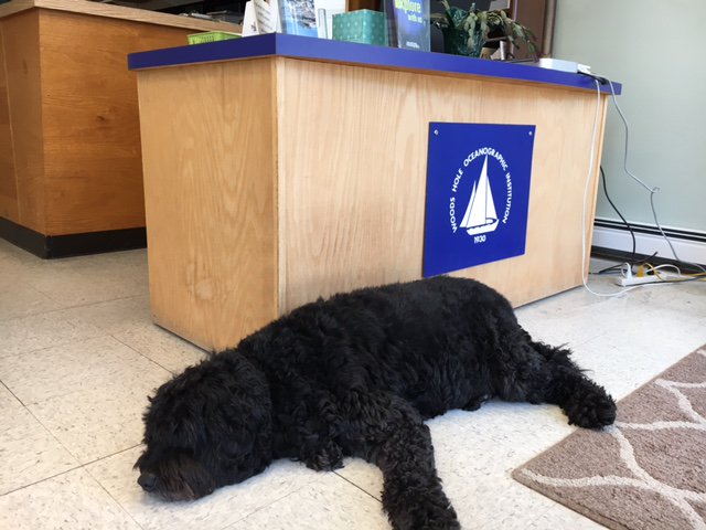 samurphy88's tweet photo. @cctphoto @WHOImedia @capecodtimes Ophelia is very jealous! https://t.co/81RJAwJzjU