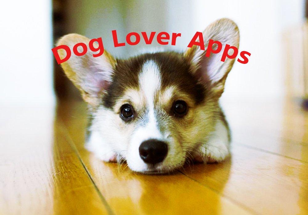 App Chick tweet media