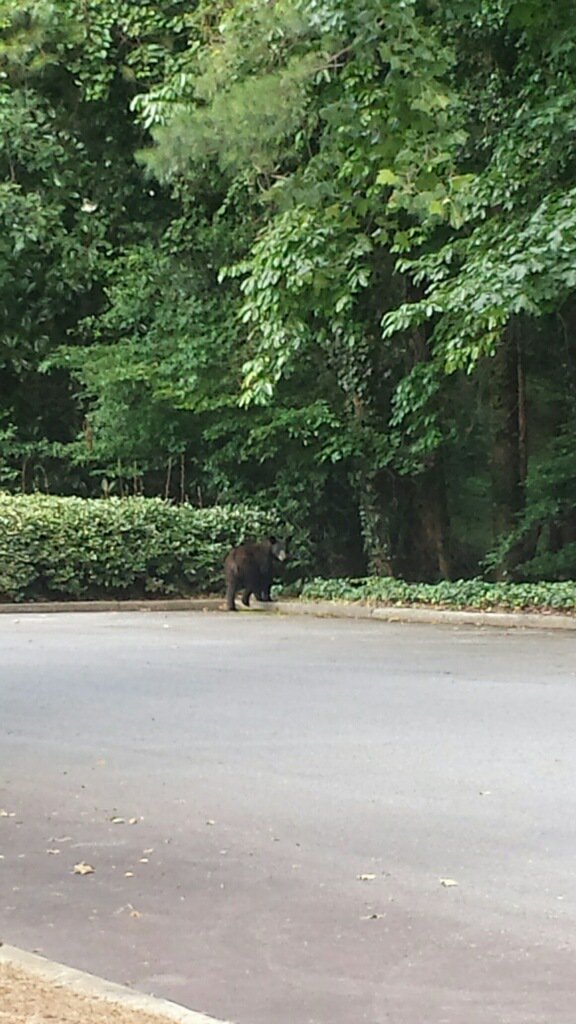 FrankV_CBS46's tweet photo. Secure your picnic baskets. Photo of a black bear spotted at Technology Parkway and Peachtree Industrial in Norcross. https://t.co/5orVV7ZZBc