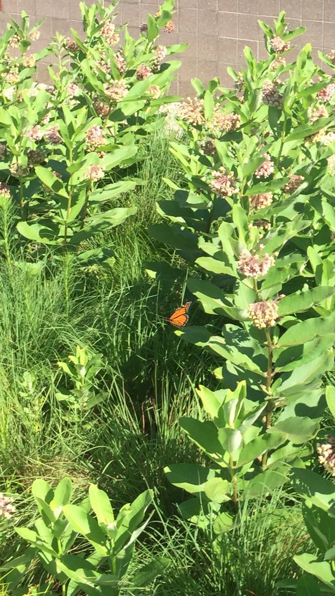 OlatheGeo's tweet photo. Monarch has found the Geo Rain Garden in full bloom! #migrationstation #ONTeach @Olathe21st https://t.co/Zv6DGQa1nw