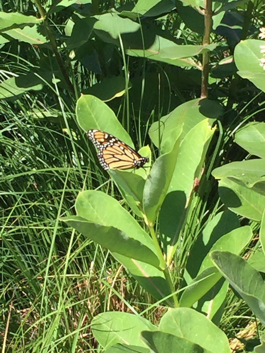 OlatheGeo's tweet photo. Monarch has found the Geo Rain Garden in full bloom! #migrationstation #ONTeach @Olathe21st https://t.co/Zv6DGQa1nw