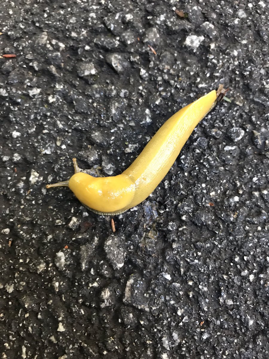 MarleneTromp's tweet photo. Oh, yes. They're real. #fiatslug #UCSC #bananaslugs #watchyourstep https://t.co/cYms2YY3uI