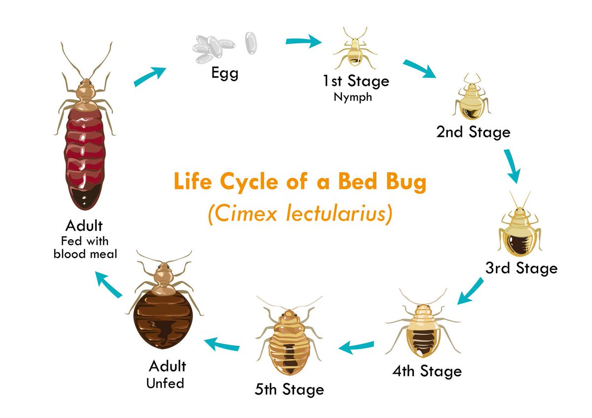 DiamPestControl's tweet image. Adult bedbugs are reddish brown in color, appearing more reddish after feeding on a blood meal.