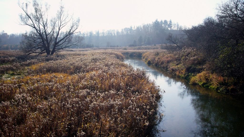 TRCAarchaeology's tweet photo. #DYK Many local place names have Indigenous origins like Toronto from the Mohawk meaning "Trees Standing in Water" #BAFS2017 https://t.co/cX2Qzt590k