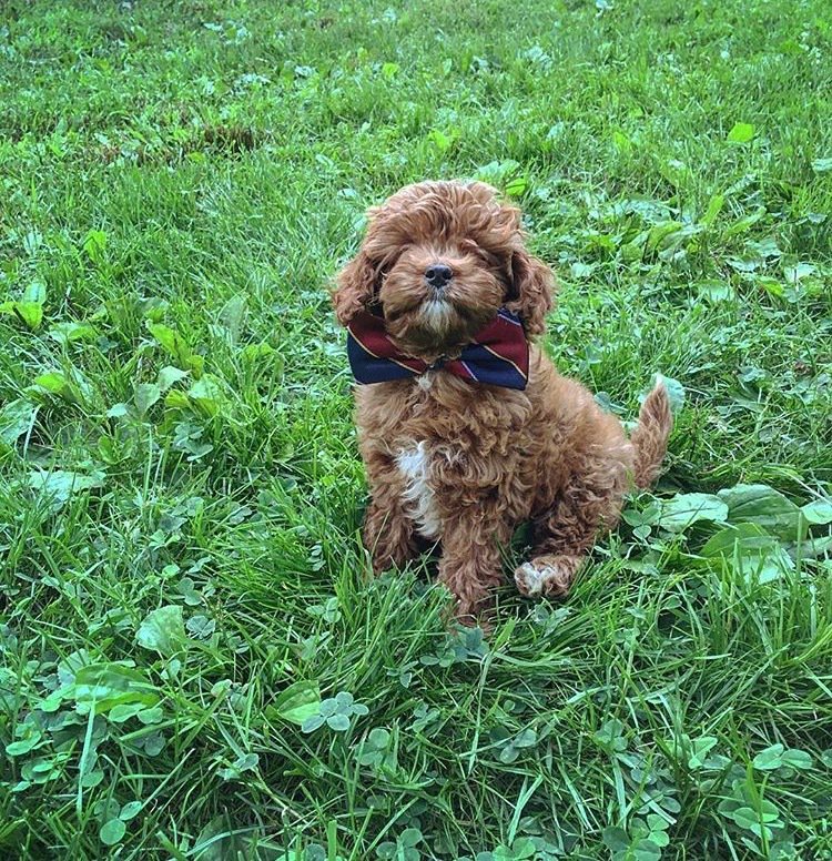 brooksbrosCL's tweet image. Cuando te mascota te supera en estilo #ProperPup #BrooksBrothers