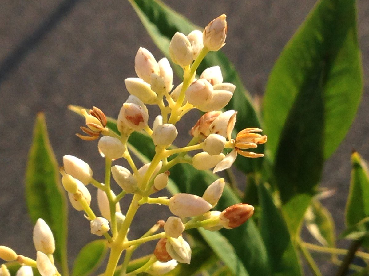 juliustkc's tweet photo. 今朝の白南天の花 https://t.co/IJhQ85xVvF