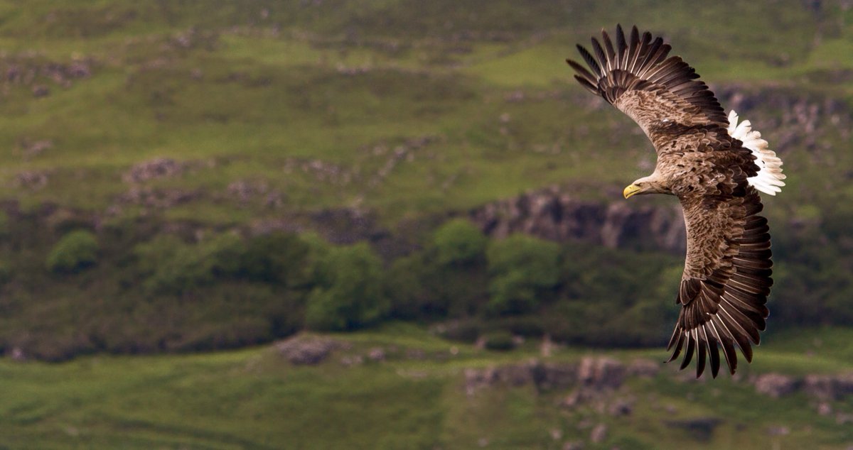 Alex_Keivers's tweet photo. Some #fancyflying from the #eagles here on #mull lately! https://t.co/FAds69C8N0