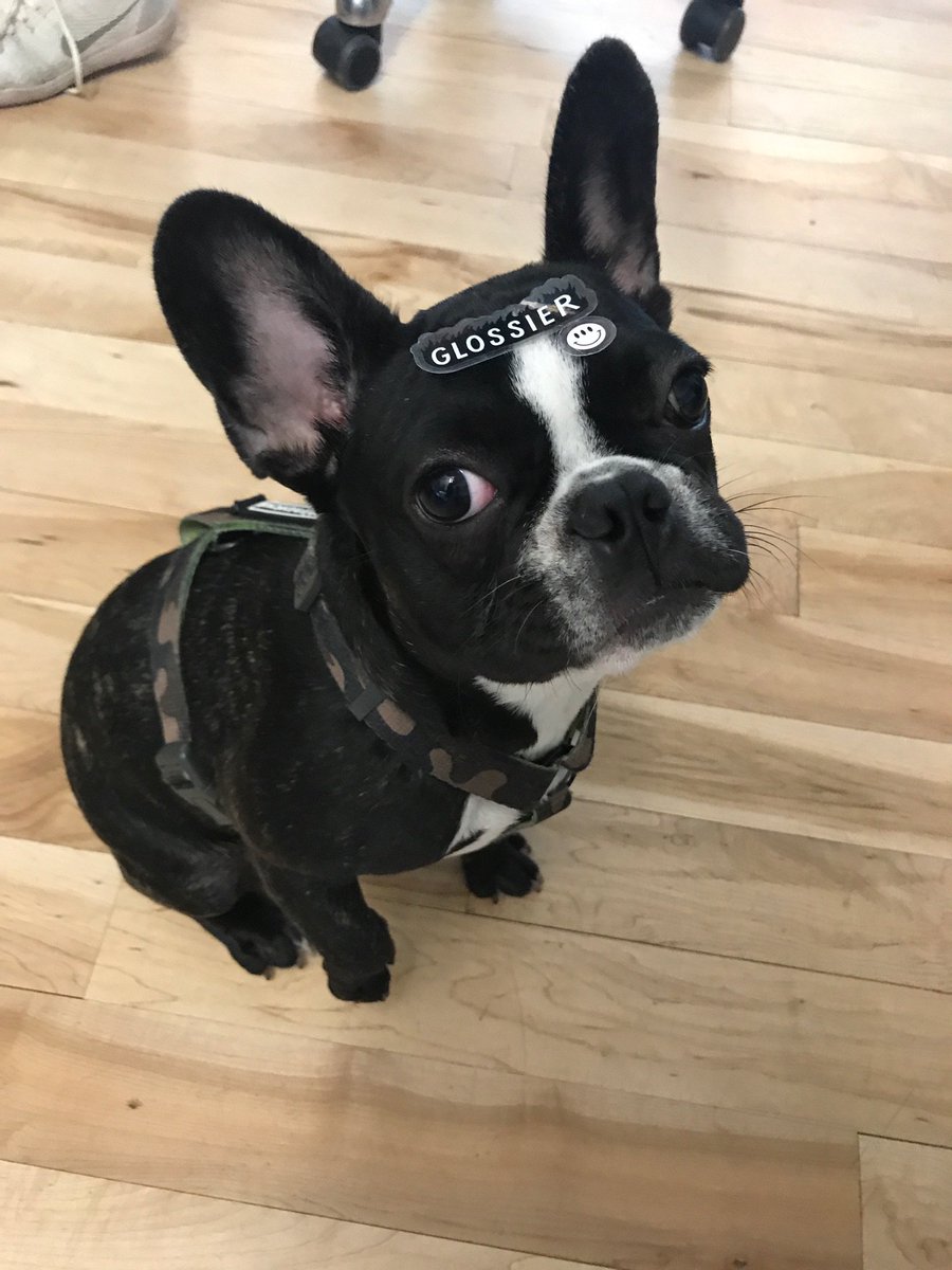 VarickNorth's tweet photo. Our #accountmanager, Emma, is giving up the #agency to become a @glossier model. Who agrees? #frenchbulldog #flawlessskin https://t.co/jSdmzZblWH