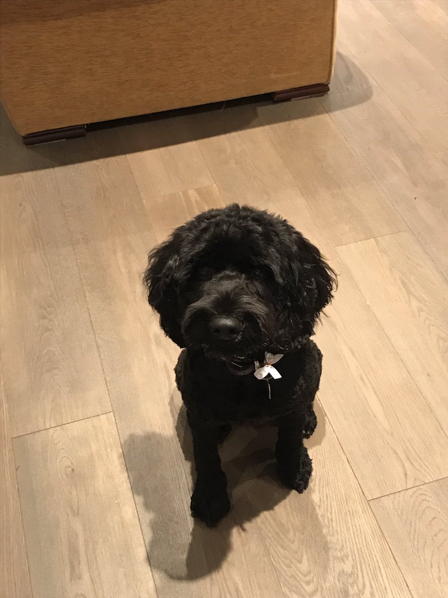 carolinegard's tweet photo. Truffle turned two......she's gorgeous https://t.co/kcBo1u2TtB