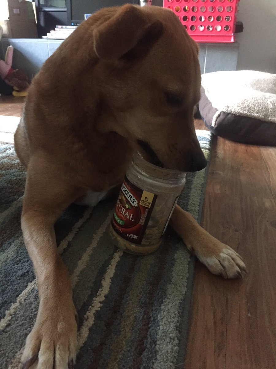 Mango the Dog tweet media