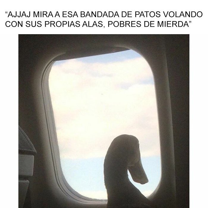 yisucrist's tweet photo. pato d clase sosial alta https://t.co/S98iQ3LUDa