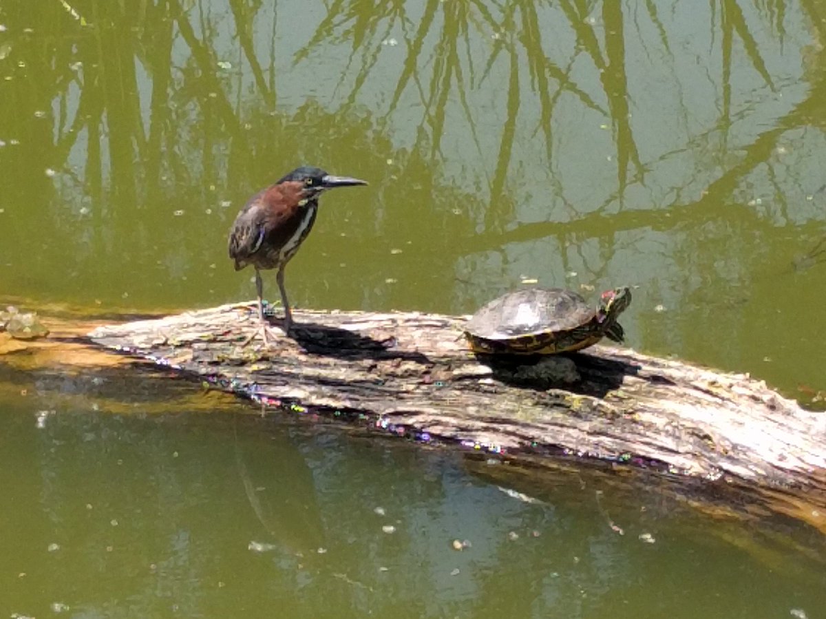 dbild's tweet photo. w/ all that's happening in the world, nice to see grn herons &amp; red-eared sliders still know how to get along #animalfriends #natureinthecity https://t.co/RJXSNOAXtN
