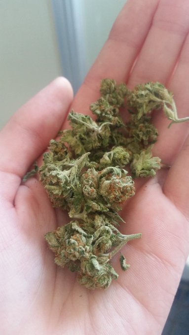 I love trees #vegaslife https://t.co/OJEvRVeOeP<a href="/tag/vegaslife"class="tags">#vegaslife</a>