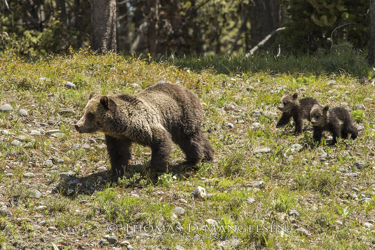 mangelsen's tweet photo. Blondie, featured in the Mangelsen print "Eyes of the Grizzly" is out with a new set of Cubs-of-the-year. https://t.co/epVijTIk0S