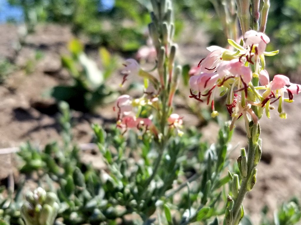 GrasslandNerd's tweet photo. Blue-eyed grass (#Sisyrinchium montanum) and scarlet gaura (#Oenothera suffrutescens). #NativeForbs #NativeGrassland #BioBlitz150 Regina https://t.co/ZlPsLh0Z0H