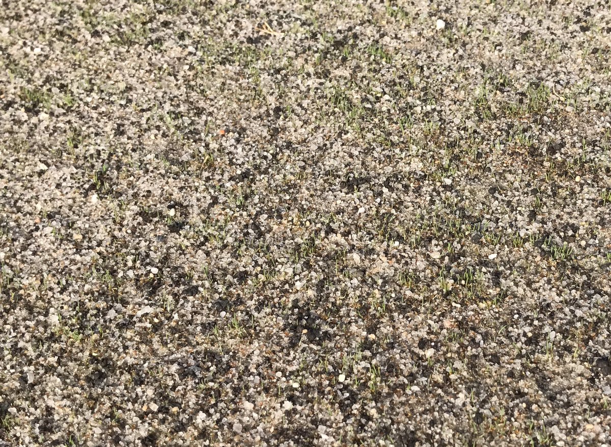 Turf_Joe32's tweet image. 4-days post seeding and AU Victory bent seed is popping @AUTurfFert #unconventional #testingthelimits #livingontheedge