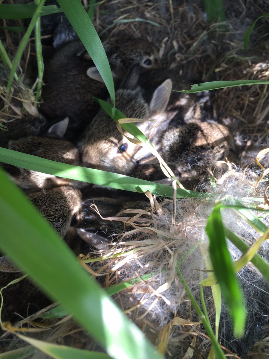 EspinosasKey's tweet photo. @JacobWhitesides these baby bunnies were in my yard !!🐰 https://t.co/zx6059svkx