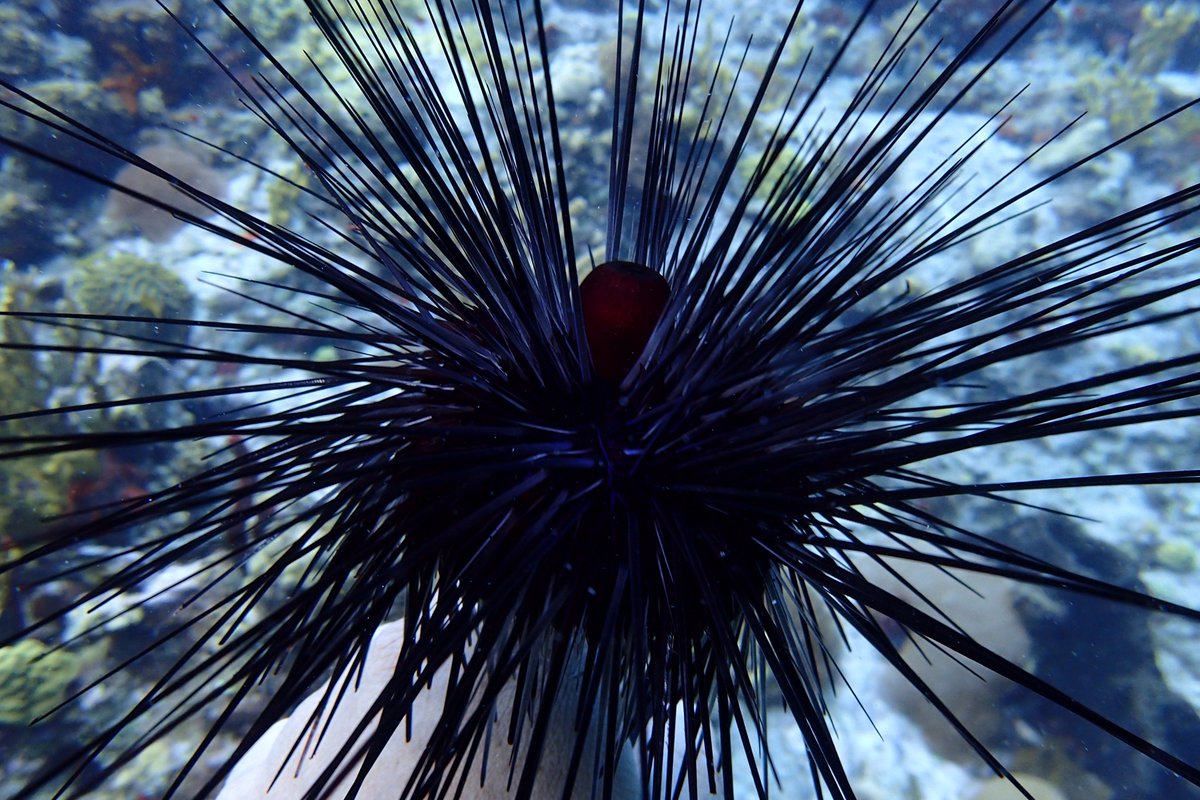 CokiDiveCenter's tweet photo. #underwaterphotography #Oceans #marinelife #seasavvy #healthyoceans #athebeach #officeanywhere #exploreearth #usvi @USVItourism https://t.co/fyKiXkFzpq